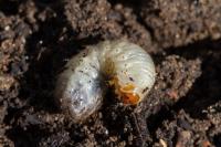 Cetonia