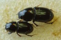 Calamosternus granarius