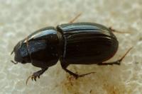 Calamosternus granarius