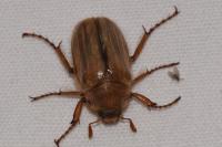 Amphimallon solstitiale