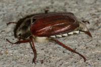 Melolontha melolontha