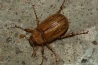 Rhizotrogus marginipes