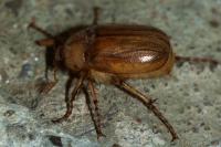 Rhizotrogus marginipes