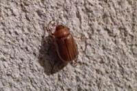 Rhizotrogus marginipes