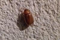 Rhizotrogus marginipes