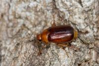 Rhizotrogus aestivus