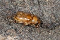 Rhizotrogus marginipes
