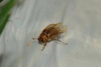 Rhizotrogus marginipes