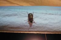 Rhizotrogus marginipes