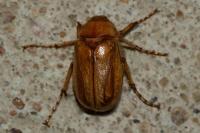 Rhizotrogus marginipes