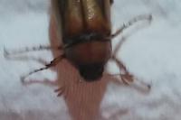 Rhizotrogus marginipes