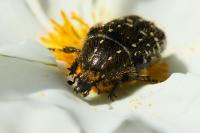 Oxythyrea funesta