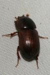 Acrossus rufipes