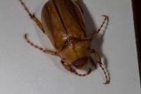 Rhizotrogus aestivus