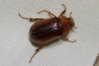 Rhizotrogus aestivus