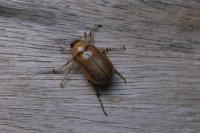 Amphimallon ochraceum