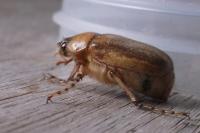 Amphimallon ochraceum