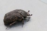 Netocia morio
