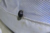 Odonteus armiger