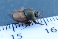 Onthophagus medius/vacca