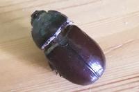 Oryctes nasicornis