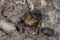 Onthophagus vacca