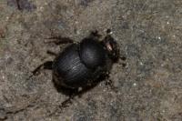 Onthophagus ovatus