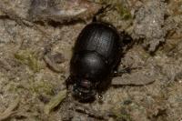 Onthophagus ovatus