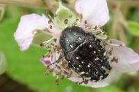 Oxythyrea funesta