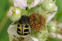 Trichius gallicus