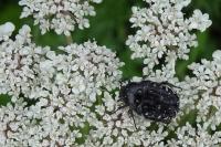 Oxythyrea funesta