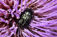 Oxythyrea funesta