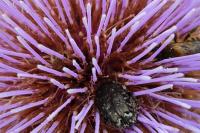 Oxythyrea funesta
