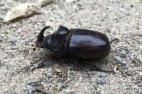 Oryctes nasicornis