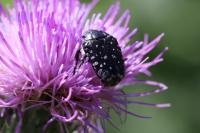 Oxythyrea funesta