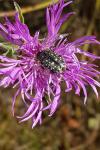 Oxythyrea funesta