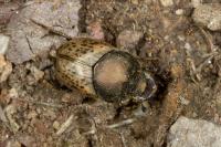 Onthophagus coenobita