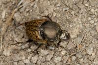 Onthophagus vacca