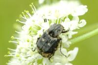 Valgus hemipterus