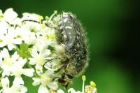 Oxythyrea funesta