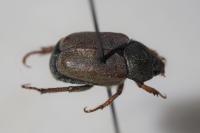Hoplia philanthus