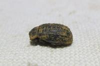 Trox hispidus