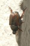 Hoplia philanthus