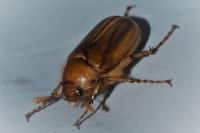 Rhizotrogus marginipes