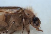 Rhizotrogus marginipes