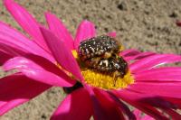 Oxythyrea funesta