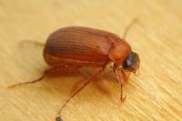 Serica brunnea