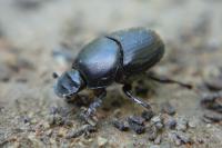 Onthophagus taurus