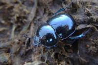 Trypocopris pyrenaeus