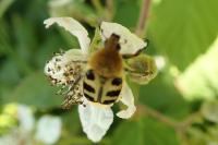 Trichius gallicus